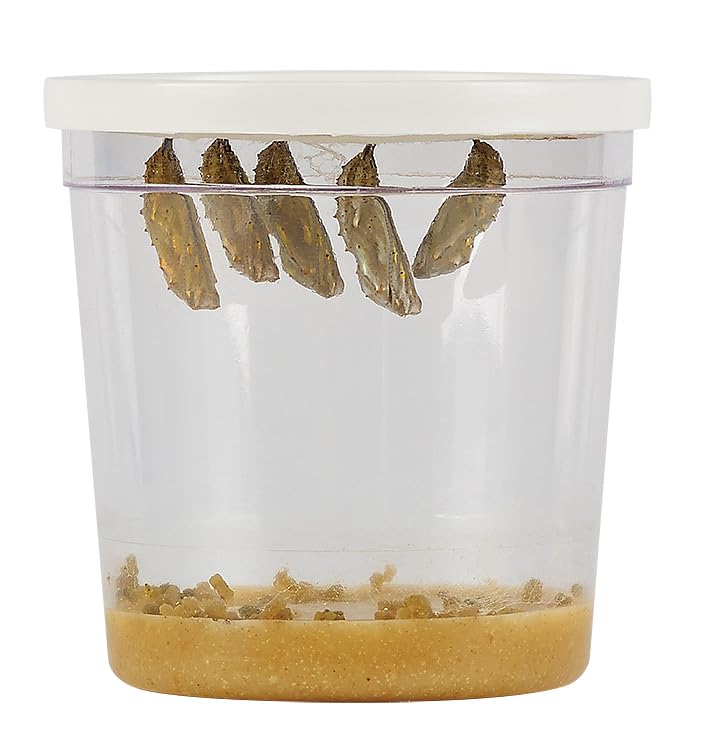 Foto 3 pulgar | Copa De Orugas Deluxe Insect Lore Con 5 Crías De Orugas Vivas - Venta Internacional.