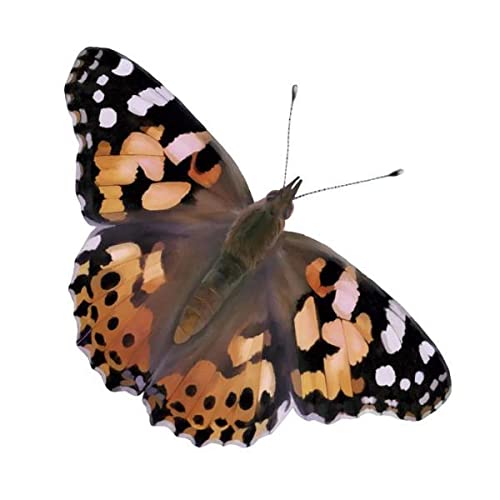 Foto 5 | Copa De Orugas Deluxe Insect Lore Con 5 Crías De Orugas Vivas - Venta Internacional.