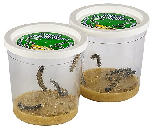 Foto 4 pulgar | La Tradición De Insectos De Un Jardín De Mariposas Con 10 Orugas Vivas Y Un Hábitat - Venta Internacional.