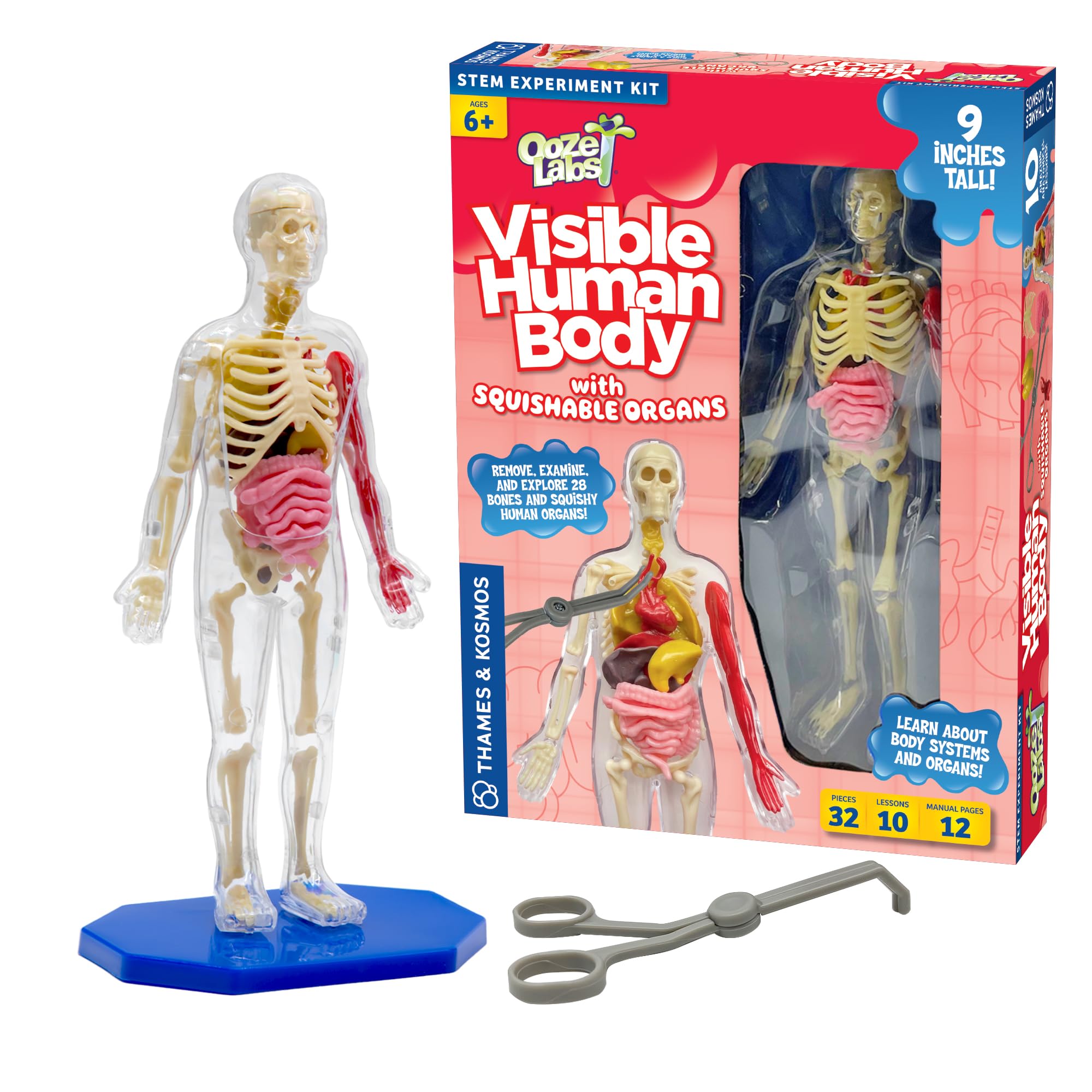 Modelo De Cuerpo Humano Thames & Kosmos Ooze Labs Con Órganos - Venta Internacional.