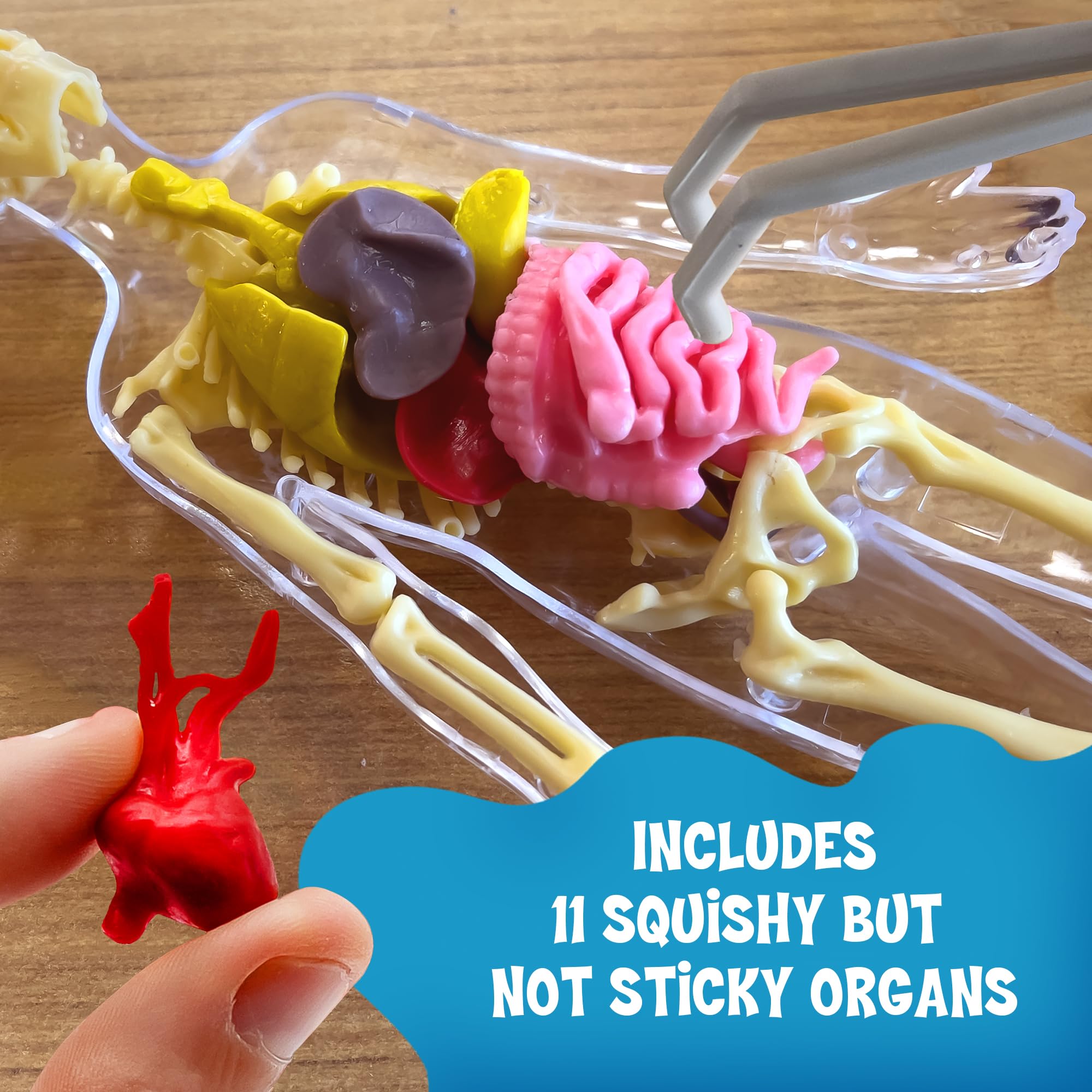 Foto 3 | Modelo De Cuerpo Humano Thames & Kosmos Ooze Labs Con Órganos - Venta Internacional.