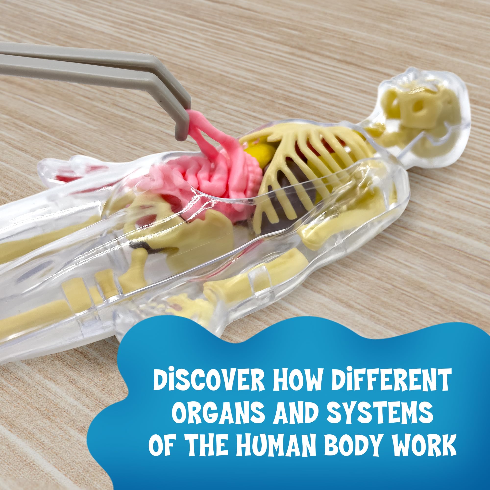 Foto 4 | Modelo De Cuerpo Humano Thames & Kosmos Ooze Labs Con Órganos - Venta Internacional.