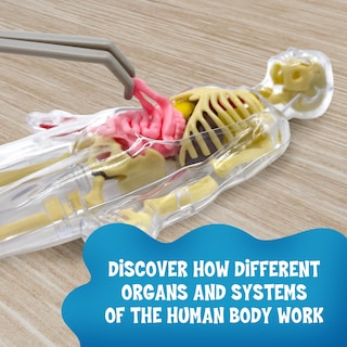 Foto 4 | Modelo De Cuerpo Humano Thames & Kosmos Ooze Labs Con Órganos - Venta Internacional.