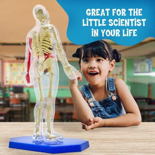 Foto 5 | Modelo De Cuerpo Humano Thames & Kosmos Ooze Labs Con Órganos - Venta Internacional.