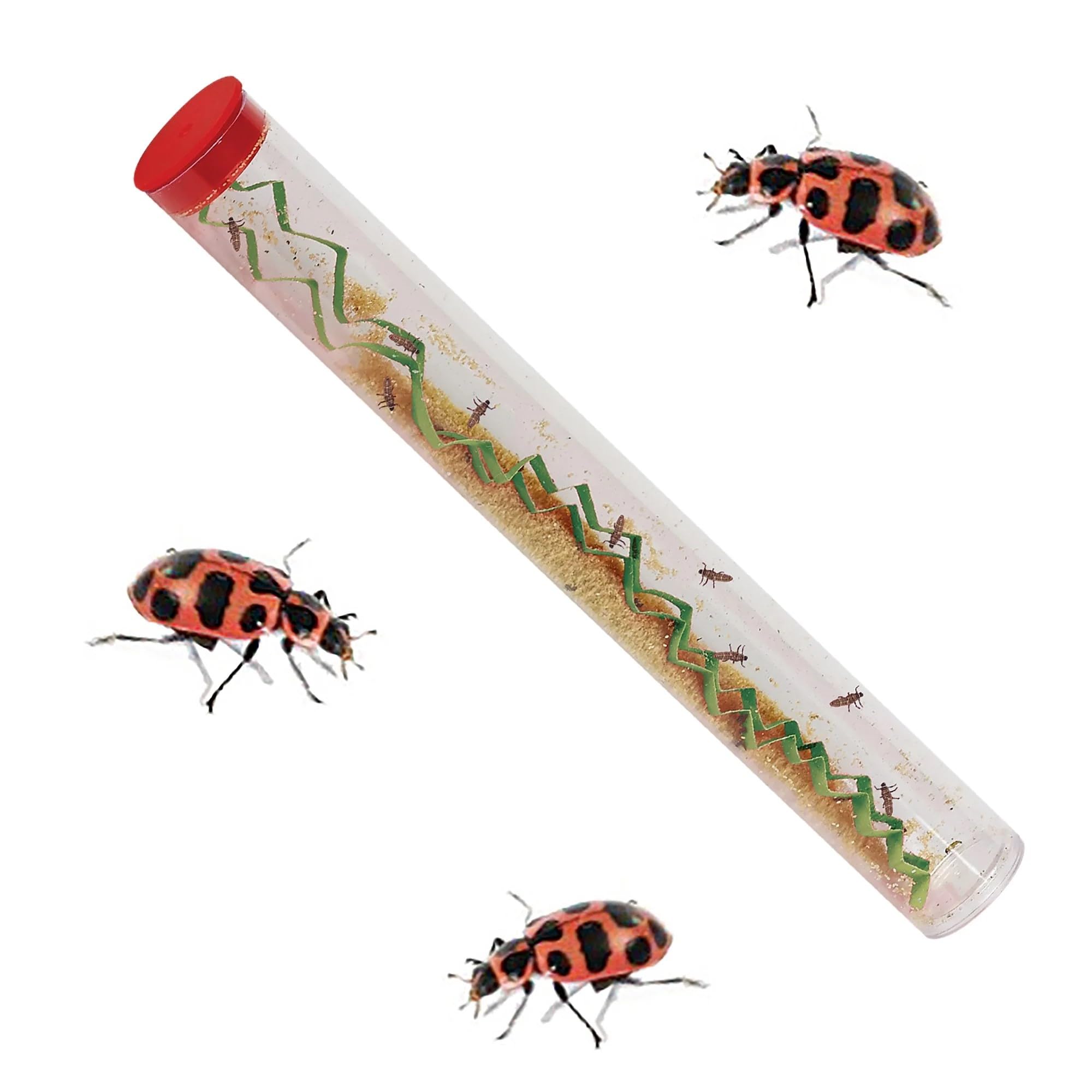 Foto 8 pulgar | Kit Bug Camp Bundle Insect Lore Butterfly Con Orugas Vivas - Venta Internacional.