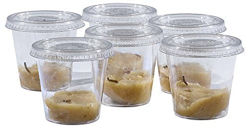 Foto 3 pulgar | Recarga De Kit Escolar Con 33 Orugas Vivas Y 33 Mariposas - Venta Internacional.
