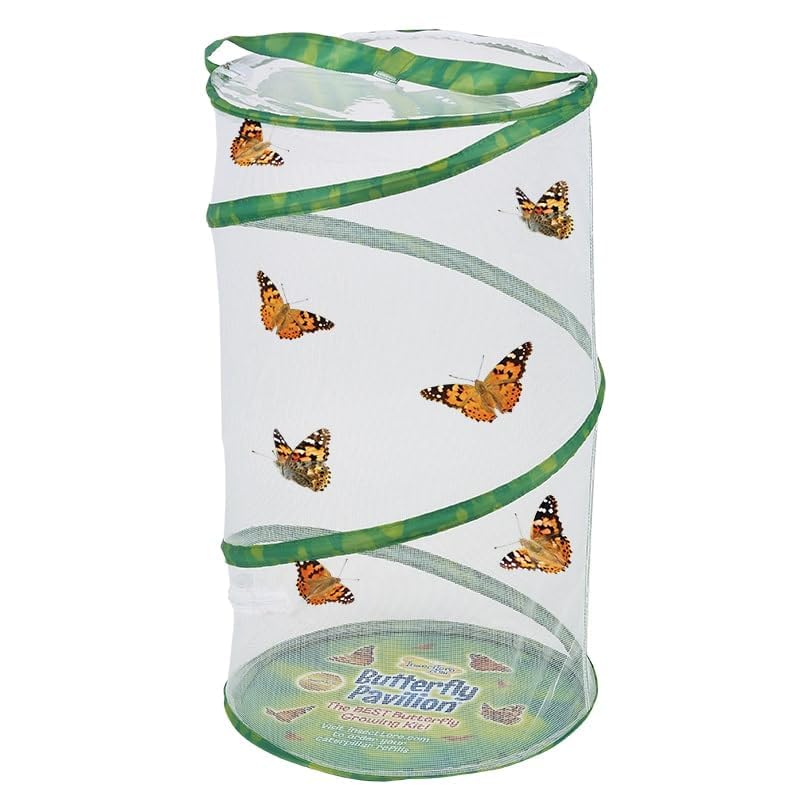 Foto 4 pulgar | Recarga De Kit Escolar Con 33 Orugas Vivas Y 33 Mariposas - Venta Internacional.
