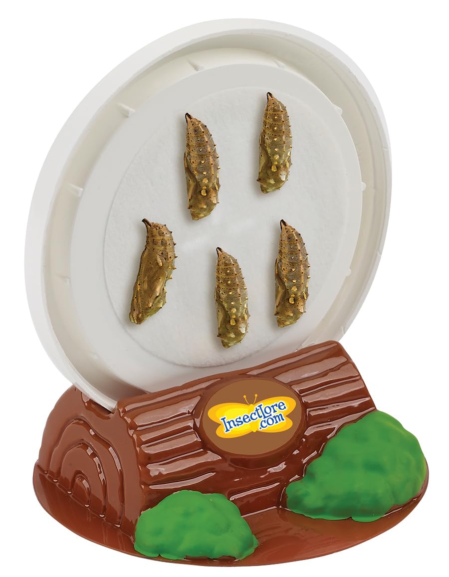 Foto 5 pulgar | Recarga De Kit Escolar Con 33 Orugas Vivas Y 33 Mariposas - Venta Internacional.