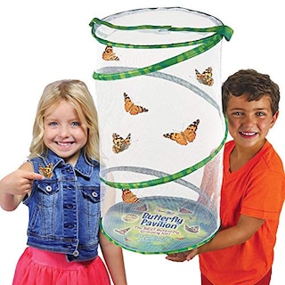Foto 4 | Habitat Pack Insect Lore Butterfly Pavilion Para Insectos X2 - Venta Internacional.