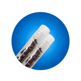 Foto 1 | Cosechadora Western Living Ants Insect Lore 50 Con Diario Stem - Venta Internacional.