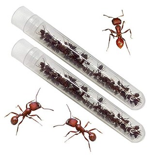 Foto 3 | Cosechadora Western Living Ants Insect Lore 50 Con Diario Stem - Venta Internacional.