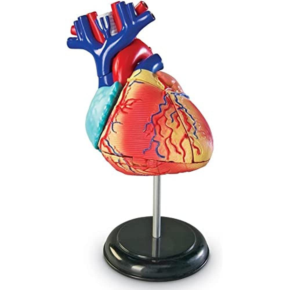 Recursos De Aprendizaje De Modelos De Anatomía Corazón Humano Para Niños Mayores De 8 Años - Venta Internacional.