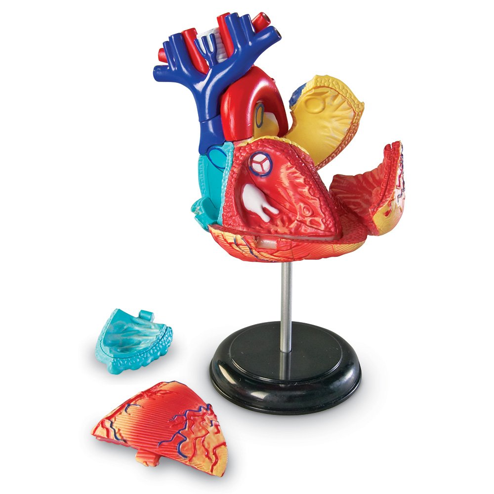 Foto 3 pulgar | Recursos De Aprendizaje De Modelos De Anatomía Corazón Humano Para Niños Mayores De 8 Años - Venta Internacional.