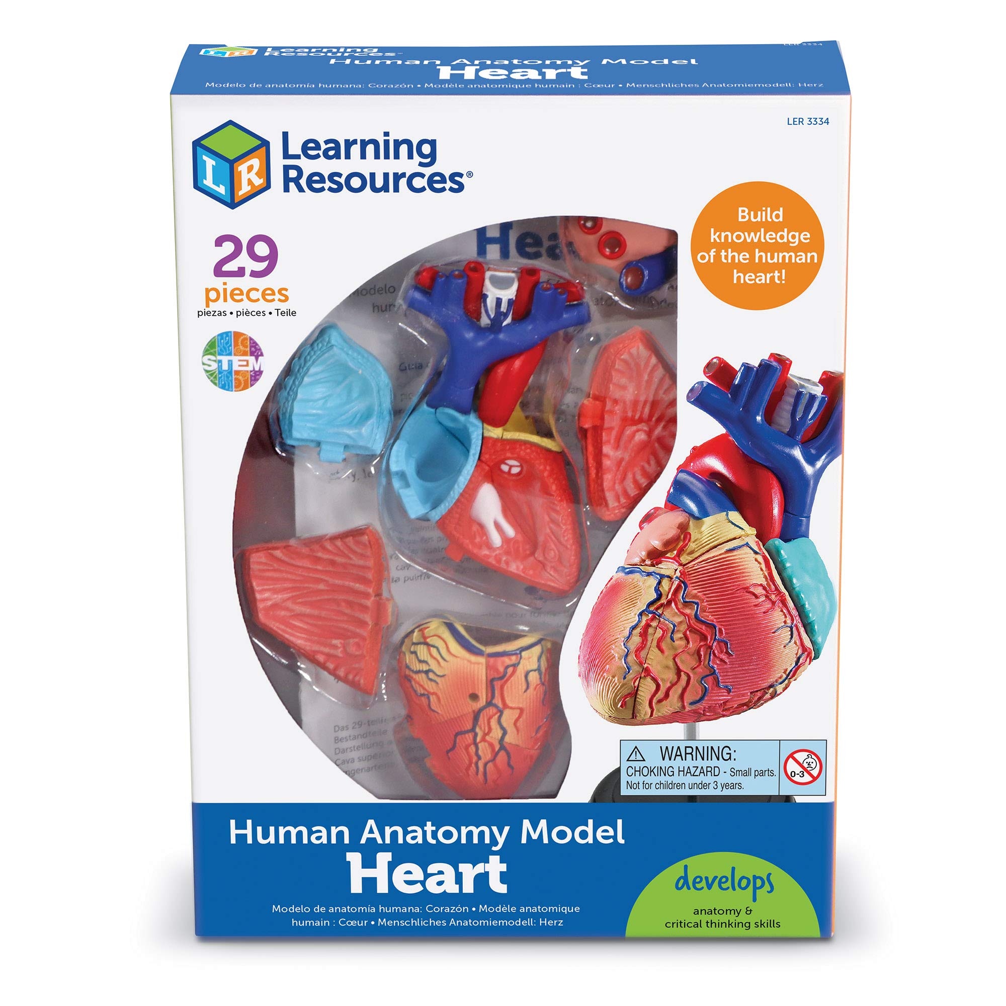 Foto 4 pulgar | Recursos De Aprendizaje De Modelos De Anatomía Corazón Humano Para Niños Mayores De 8 Años - Venta Internacional.