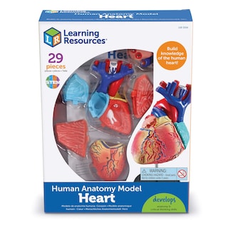 Foto 3 | Recursos De Aprendizaje De Modelos De Anatomía Corazón Humano Para Niños Mayores De 8 Años - Venta Internacional.