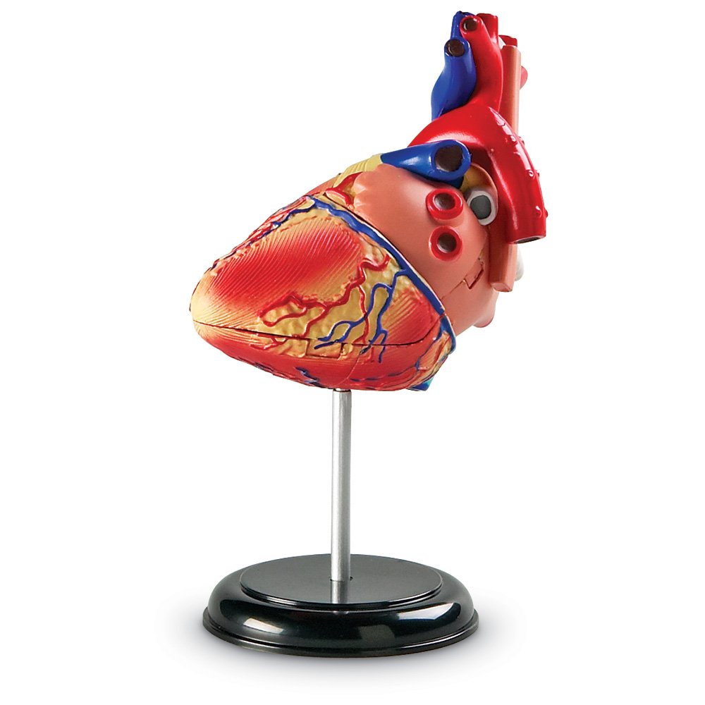 Foto 5 pulgar | Recursos De Aprendizaje De Modelos De Anatomía Corazón Humano Para Niños Mayores De 8 Años - Venta Internacional.