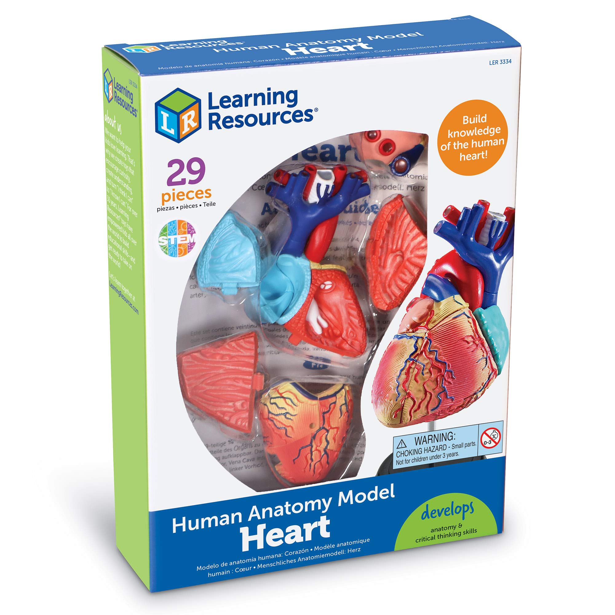 Foto 6 pulgar | Recursos De Aprendizaje De Modelos De Anatomía Corazón Humano Para Niños Mayores De 8 Años - Venta Internacional.
