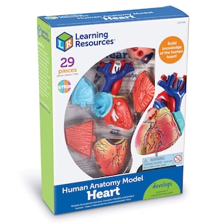 Foto 5 | Recursos De Aprendizaje De Modelos De Anatomía Corazón Humano Para Niños Mayores De 8 Años - Venta Internacional.