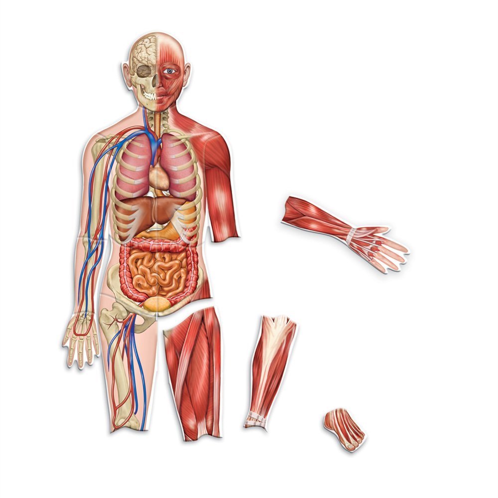 Foto 1 | Recursos Magnéticos Para El Aprendizaje Del Cuerpo Humano, 90 Cm De Altura, 17 Piezas - Venta Internacional.