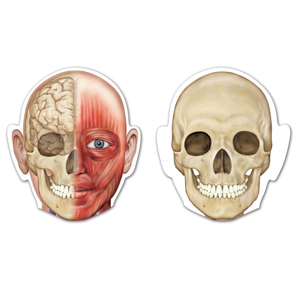 Foto 5 pulgar | Recursos Magnéticos Para El Aprendizaje Del Cuerpo Humano, 90 Cm De Altura, 17 Piezas - Venta Internacional.