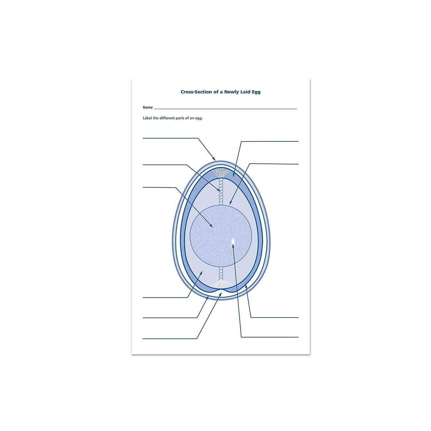 Foto 4 pulgar | Exploration Set Learning Resources Ciclo De Vida De Los Pollitos: Más De 5 Años - Venta Internacional.