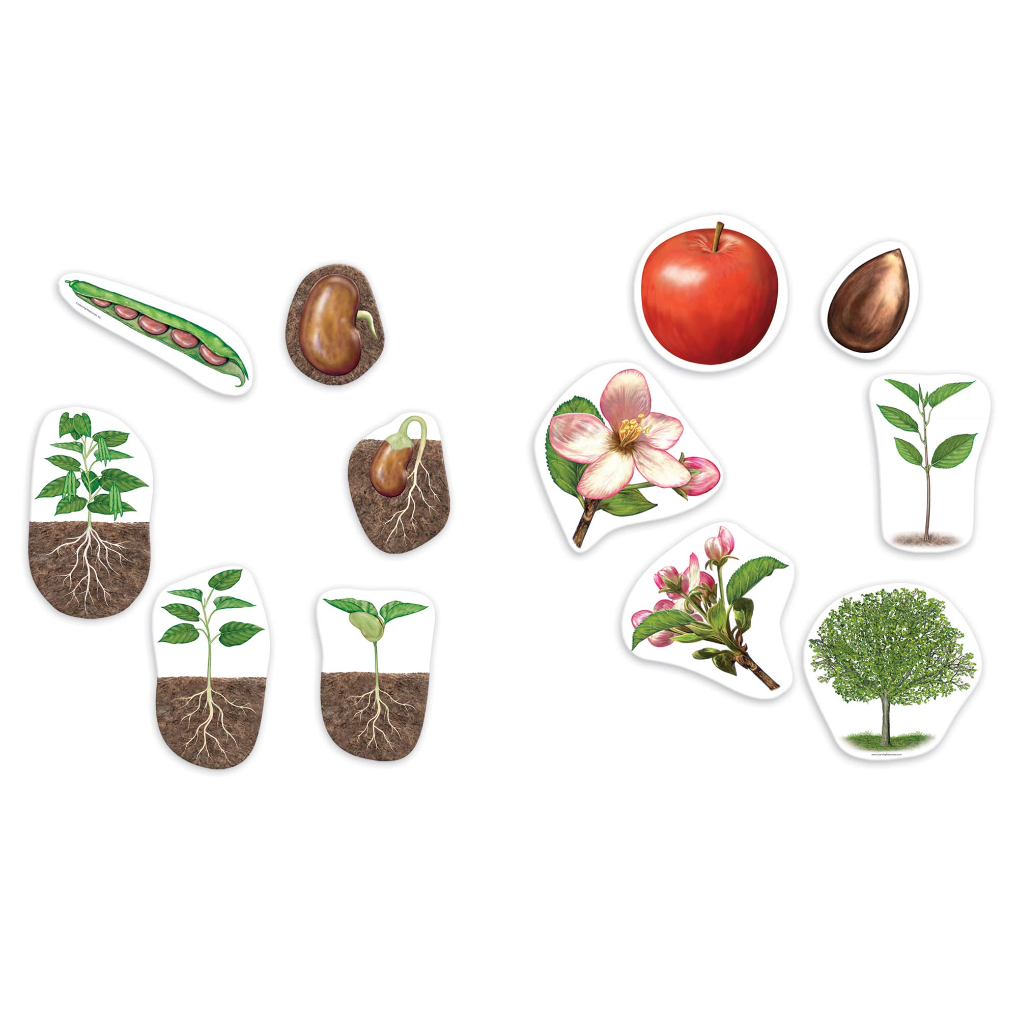 Recursos De Aprendizaje Sobre El Ciclo De Vida De Las Plantas Magnéticas, 12 Piezas - Venta Internacional.