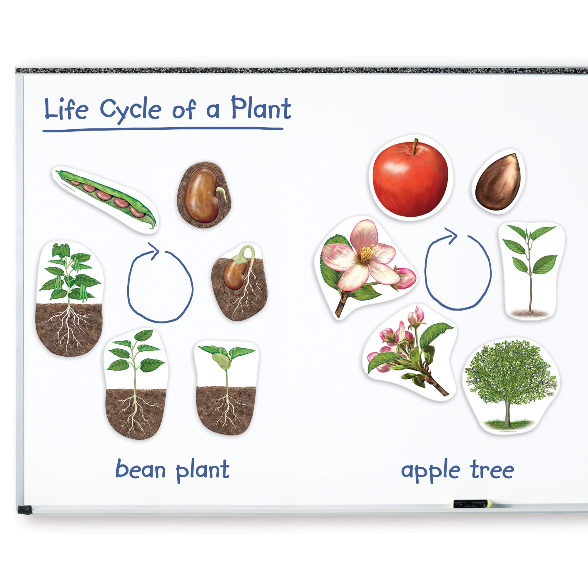 Foto 3 pulgar | Recursos De Aprendizaje Sobre El Ciclo De Vida De Las Plantas Magnéticas, 12 Piezas - Venta Internacional.