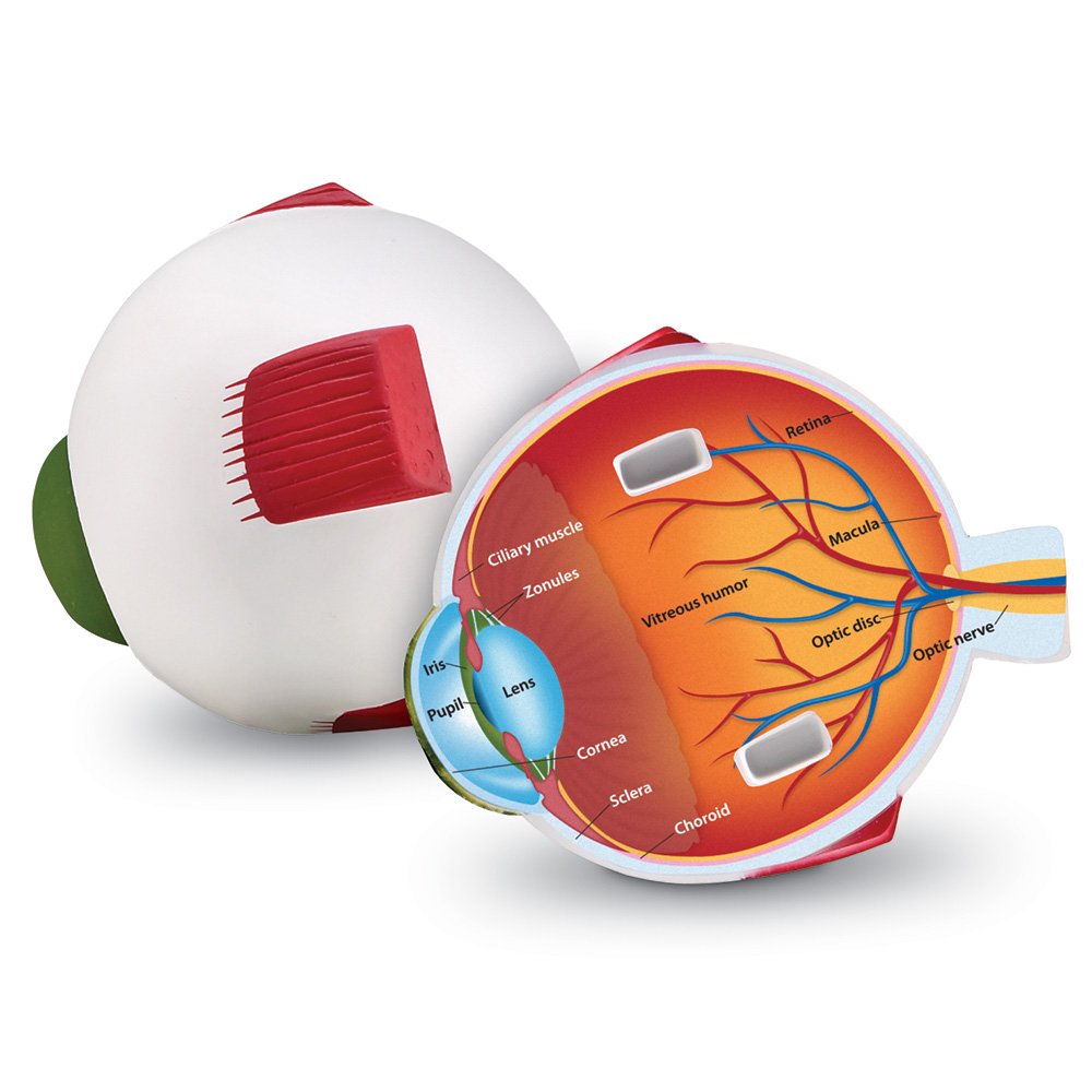 Foto 2 pulgar | Recursos De Aprendizaje Del Modelo De Ojo Humano Biología Transversal - Venta Internacional.