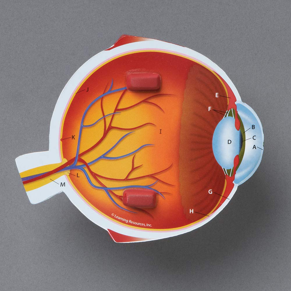 Foto 3 pulgar | Recursos De Aprendizaje Del Modelo De Ojo Humano Biología Transversal - Venta Internacional.
