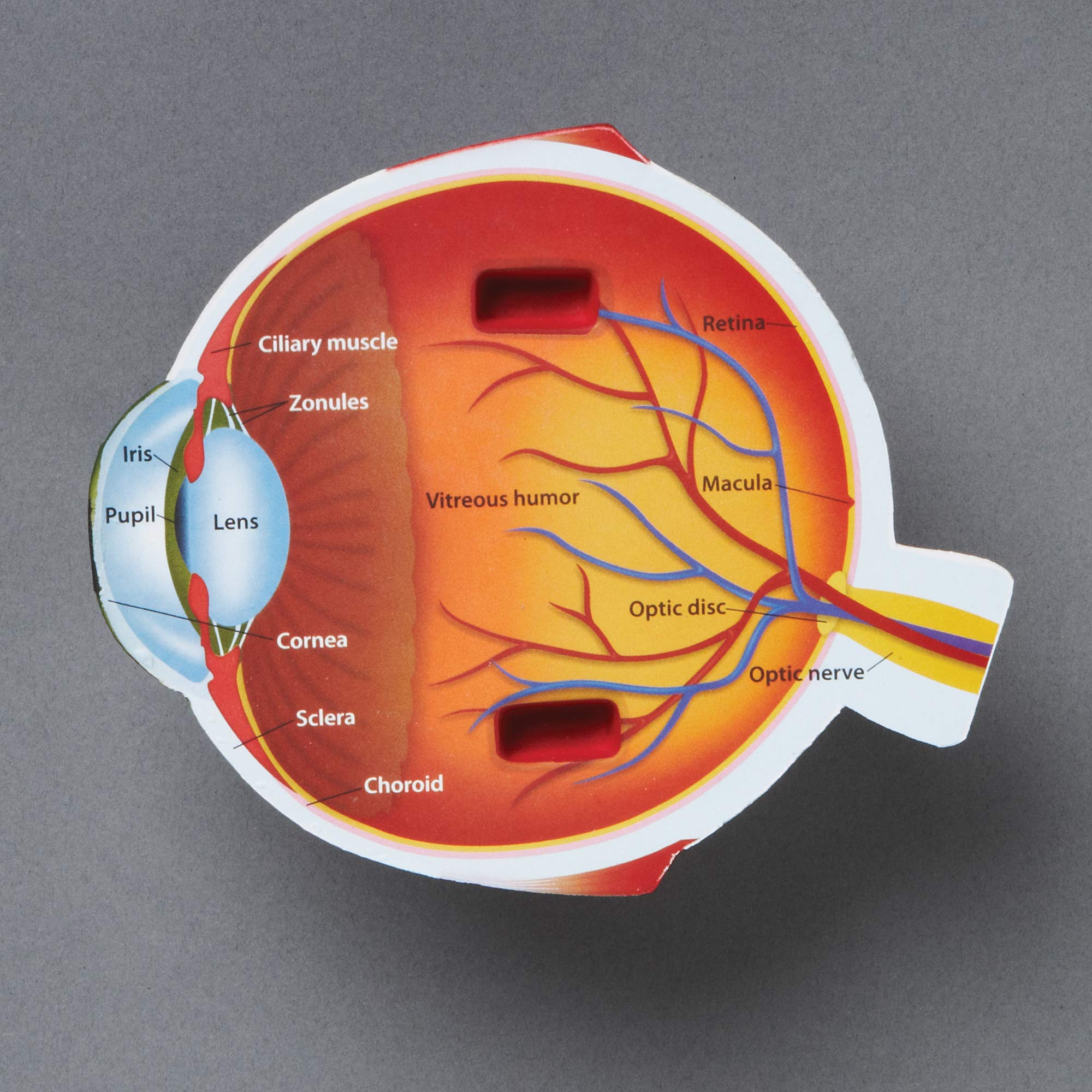 Foto 4 pulgar | Recursos De Aprendizaje Del Modelo De Ojo Humano Biología Transversal - Venta Internacional.