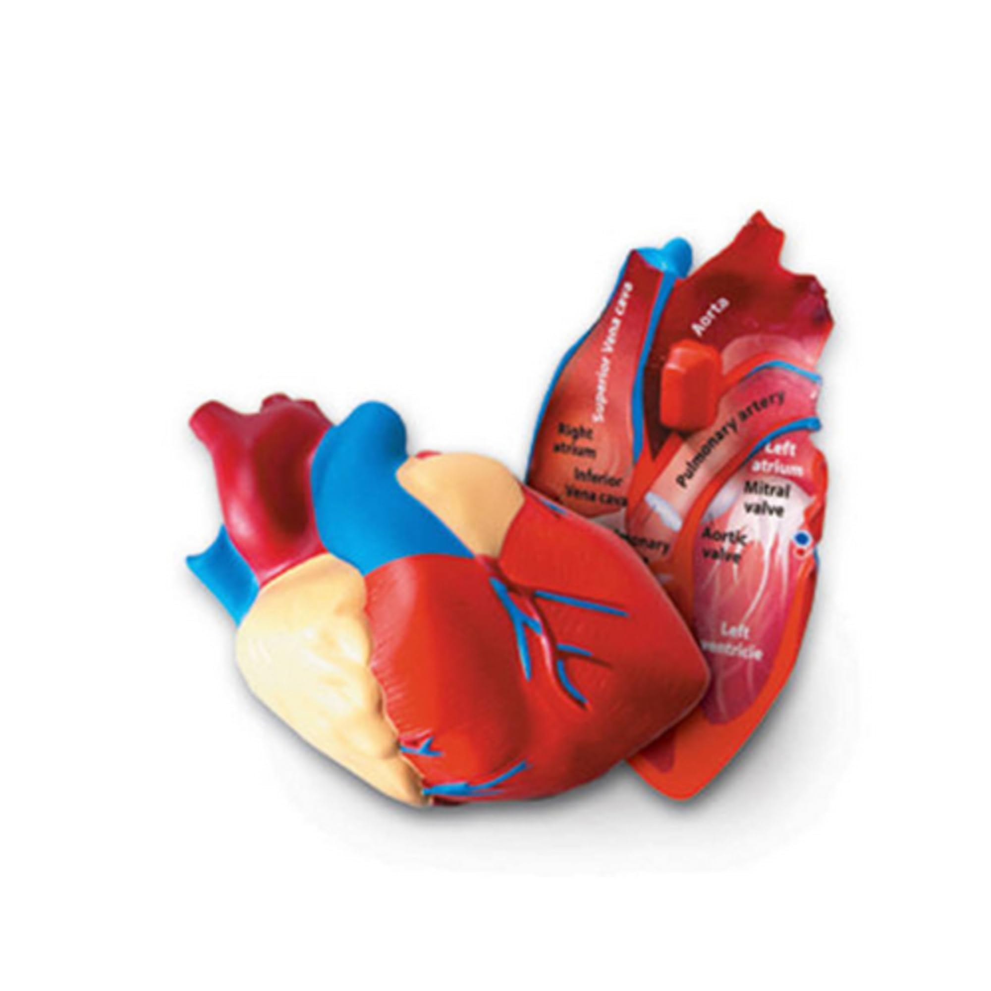 Modelo De Recursos De Aprendizaje Transversales Sobre El Corazón Humano - Venta Internacional.