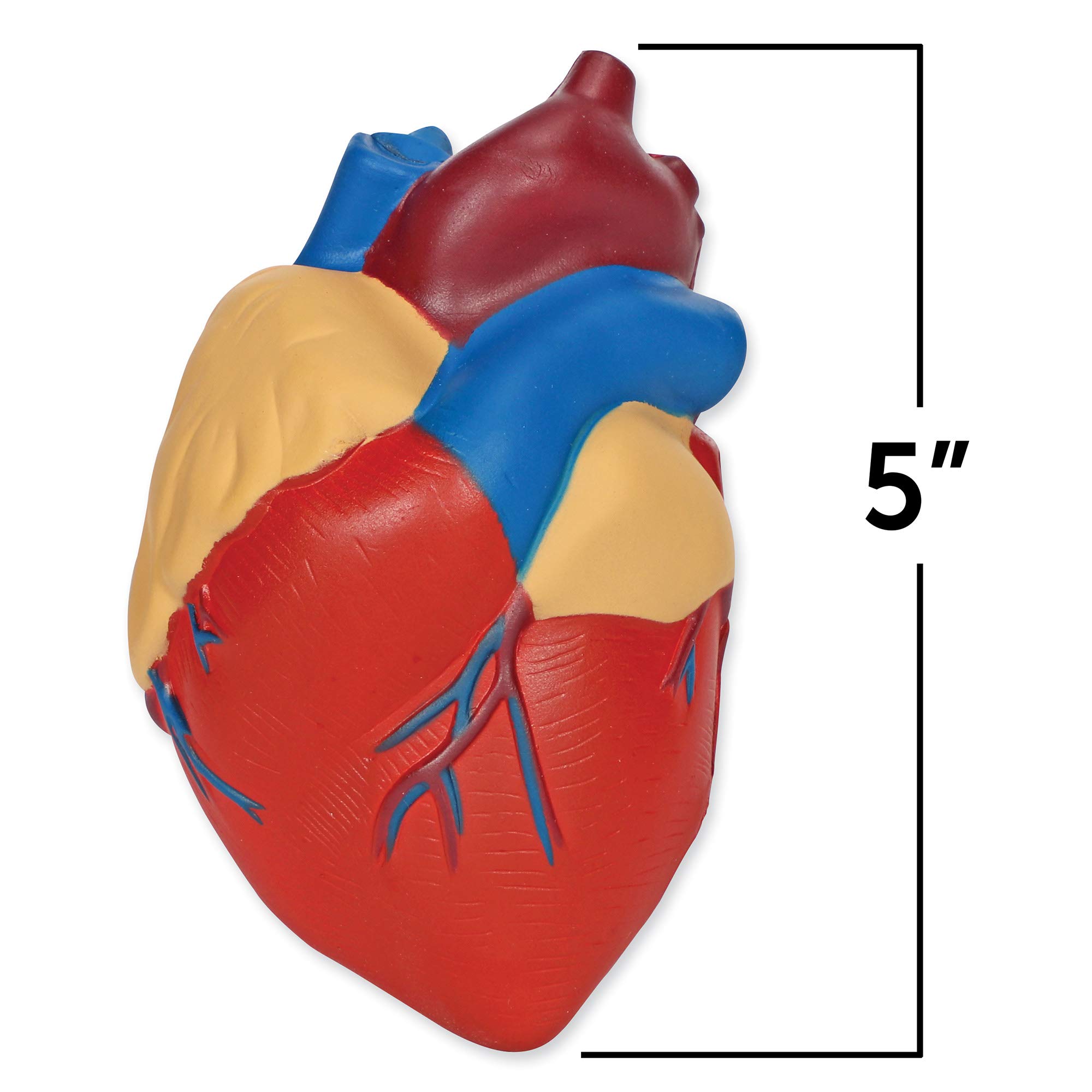 Foto 3 pulgar | Modelo De Recursos De Aprendizaje Transversales Sobre El Corazón Humano - Venta Internacional.