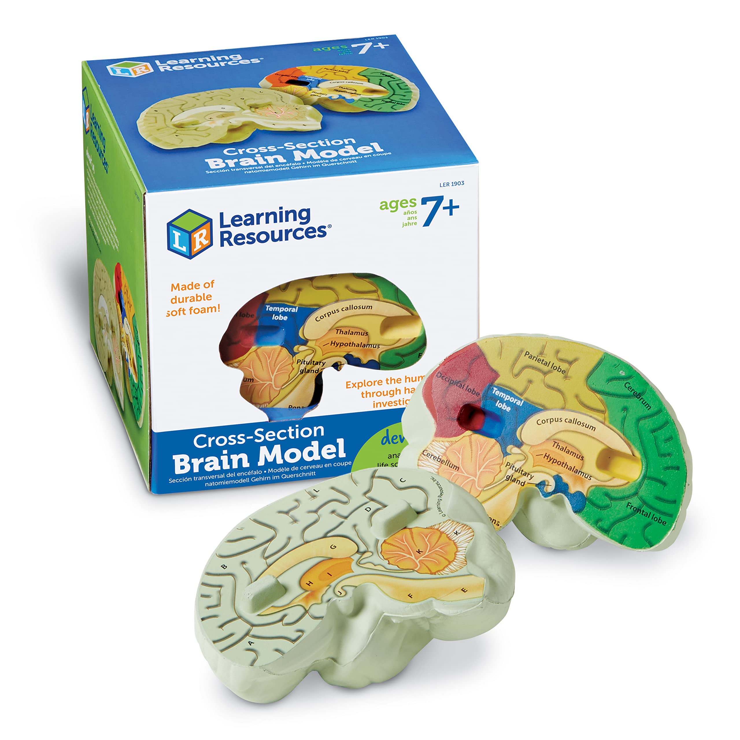 Sección Transversal De Recursos De Aprendizaje De Modelos Cerebrales, 2 Piezas, 7 O Más - Venta Internacional.