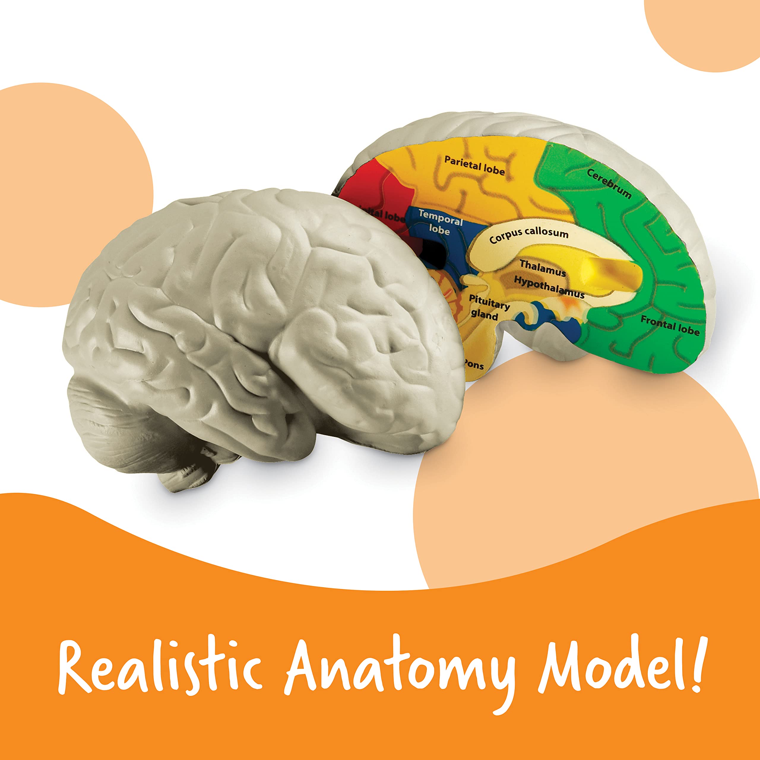 Foto 3 pulgar | Sección Transversal De Recursos De Aprendizaje De Modelos Cerebrales, 2 Piezas, 7 O Más - Venta Internacional.