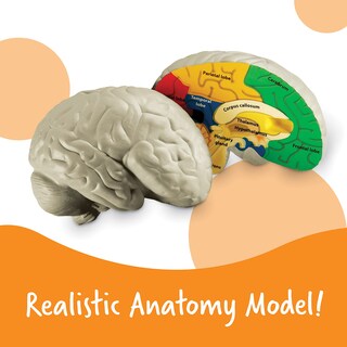 Foto 2 | Sección Transversal De Recursos De Aprendizaje De Modelos Cerebrales, 2 Piezas, 7 O Más - Venta Internacional.