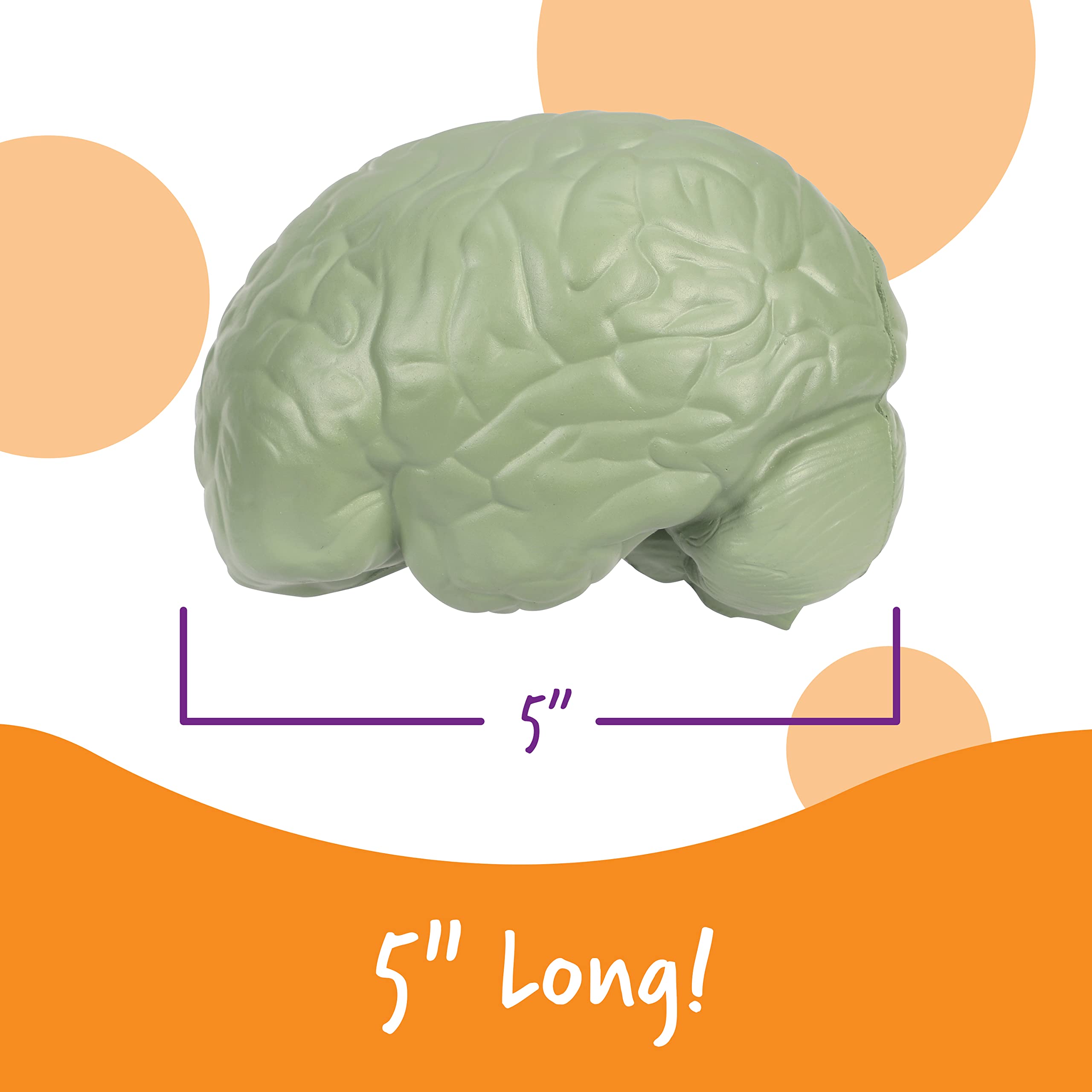 Foto 4 pulgar | Sección Transversal De Recursos De Aprendizaje De Modelos Cerebrales, 2 Piezas, 7 O Más - Venta Internacional.