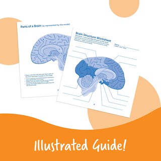 Foto 5 | Sección Transversal De Recursos De Aprendizaje De Modelos Cerebrales, 2 Piezas, 7 O Más - Venta Internacional.