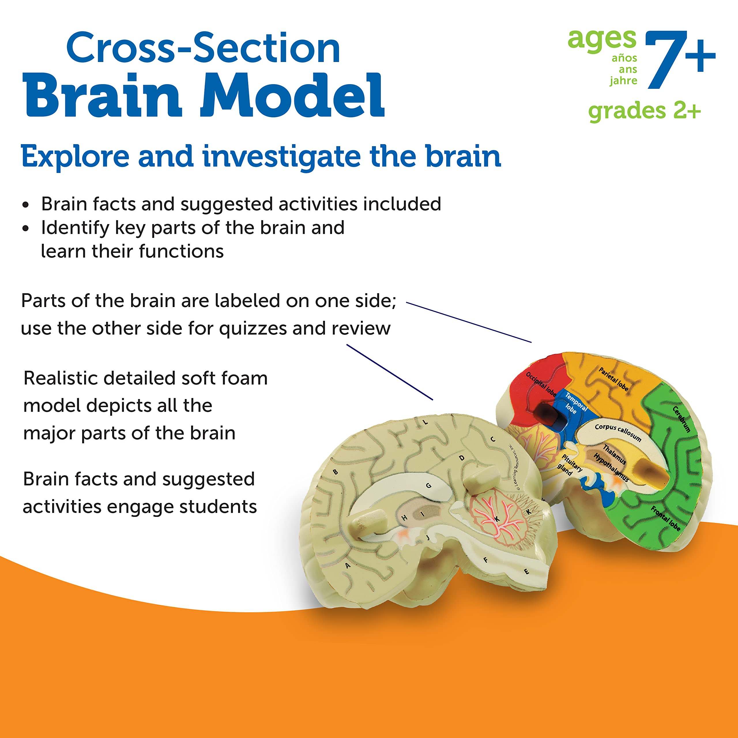 Foto 7 pulgar | Sección Transversal De Recursos De Aprendizaje De Modelos Cerebrales, 2 Piezas, 7 O Más - Venta Internacional.
