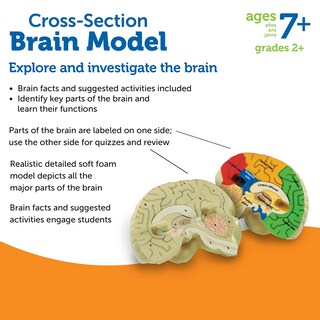 Foto 6 | Sección Transversal De Recursos De Aprendizaje De Modelos Cerebrales, 2 Piezas, 7 O Más - Venta Internacional.