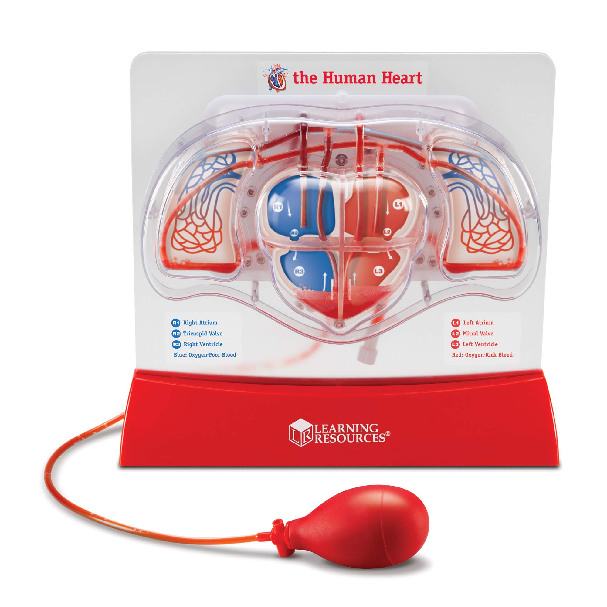 Foto 2 pulgar | Kit Científico Educativo, Recursos De Aprendizaje, Modelo De Corazón Bombeado - Venta Internacional.
