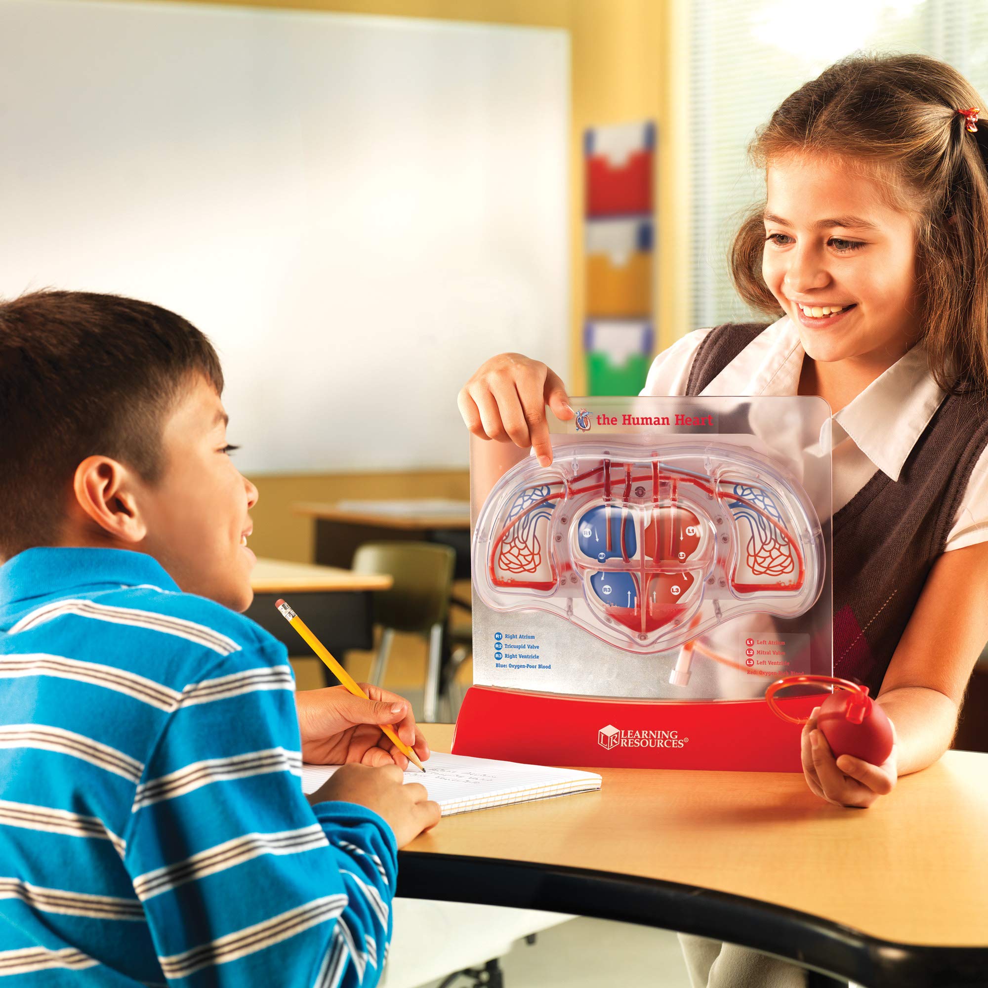Foto 3 pulgar | Kit Científico Educativo, Recursos De Aprendizaje, Modelo De Corazón Bombeado - Venta Internacional.