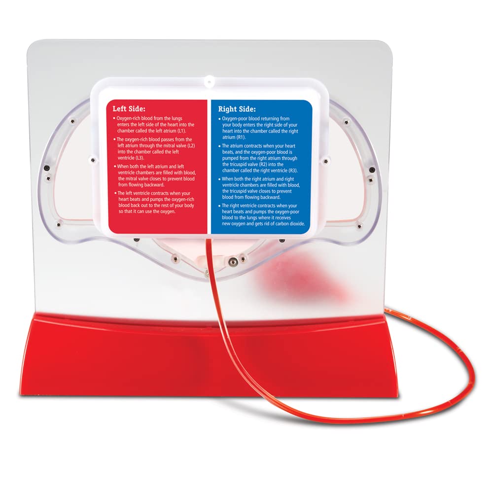 Foto 4 pulgar | Kit Científico Educativo, Recursos De Aprendizaje, Modelo De Corazón Bombeado - Venta Internacional.