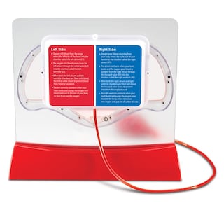 Foto 3 | Kit Científico Educativo, Recursos De Aprendizaje, Modelo De Corazón Bombeado - Venta Internacional.