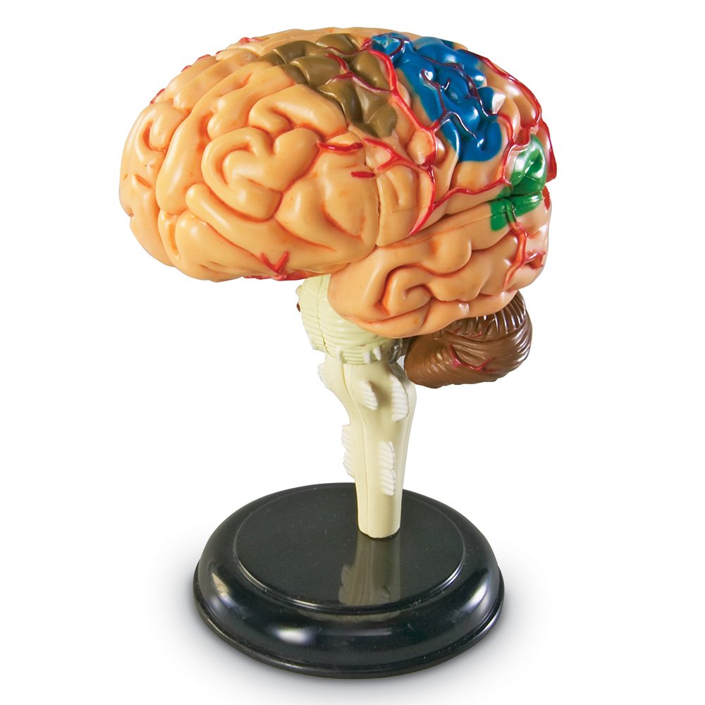 Recursos De Aprendizaje De Brain Model, 9,5 Cm Con Soporte Y Guía Práctica - Venta Internacional.