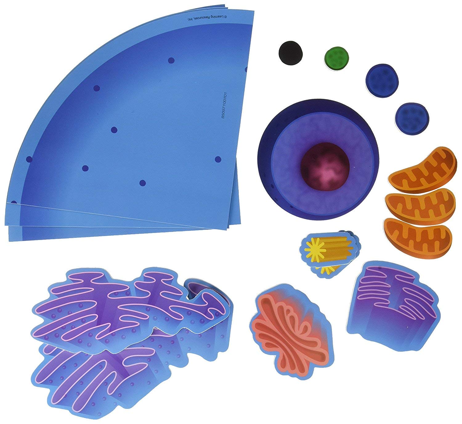 Recursos De Aprendizaje De Células Animales Magnéticas, Gigante, 18 Piezas - Venta Internacional.