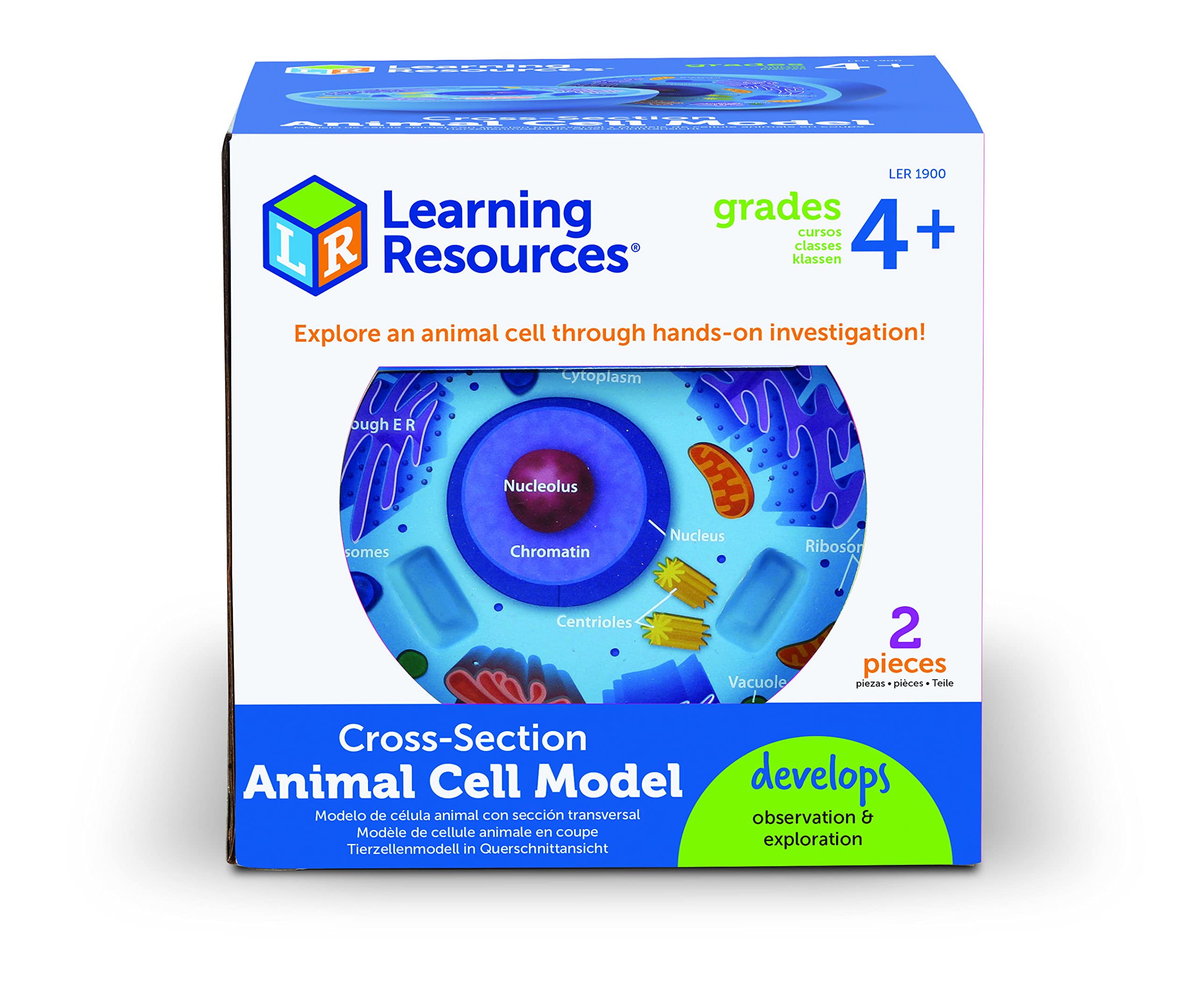 Foto 3 pulgar | Modelo De Espuma Transversal De Recursos De Aprendizaje De Células Animales - Venta Internacional.