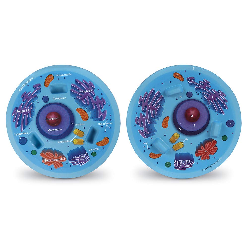 Foto 4 pulgar | Modelo De Espuma Transversal De Recursos De Aprendizaje De Células Animales - Venta Internacional.