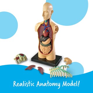 Foto 2 | Herramientas De Demostración En El Aula De Ciencias Recursos De Aprendizaje Modelo Del Cuerpo Humano - Venta Interna