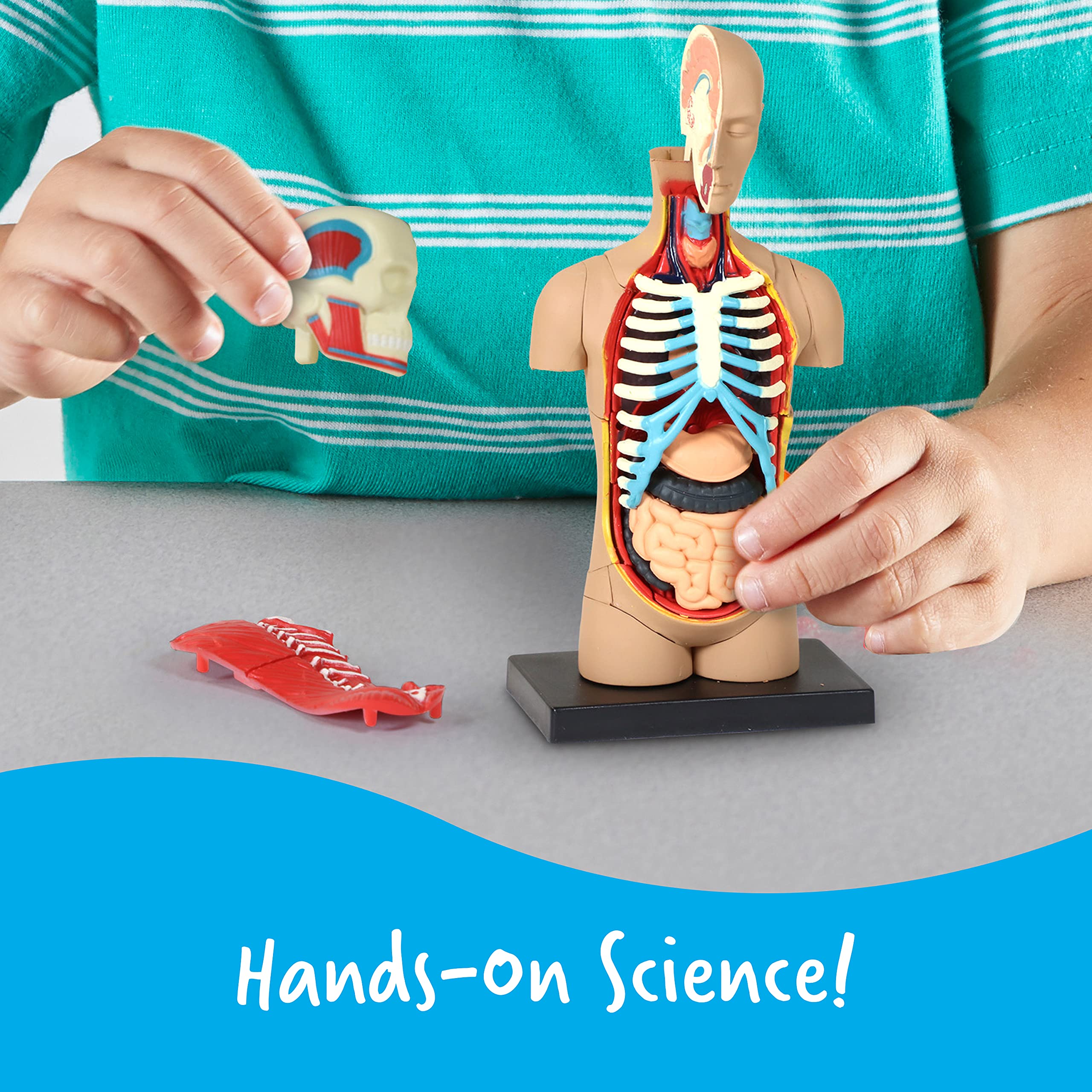 Foto 4 pulgar | Herramientas De Demostración En El Aula De Ciencias Recursos De Aprendizaje Modelo Del Cuerpo Humano - Venta Interna
