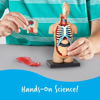 Foto 3 | Herramientas De Demostración En El Aula De Ciencias Recursos De Aprendizaje Modelo Del Cuerpo Humano - Venta Interna